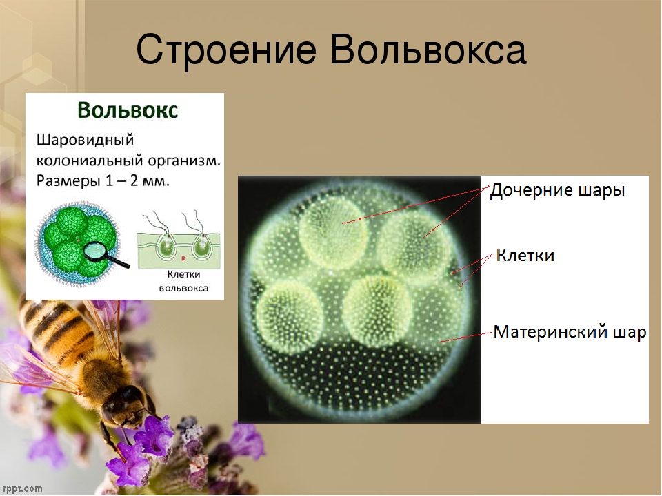 Вольвокс рисунок с подписями