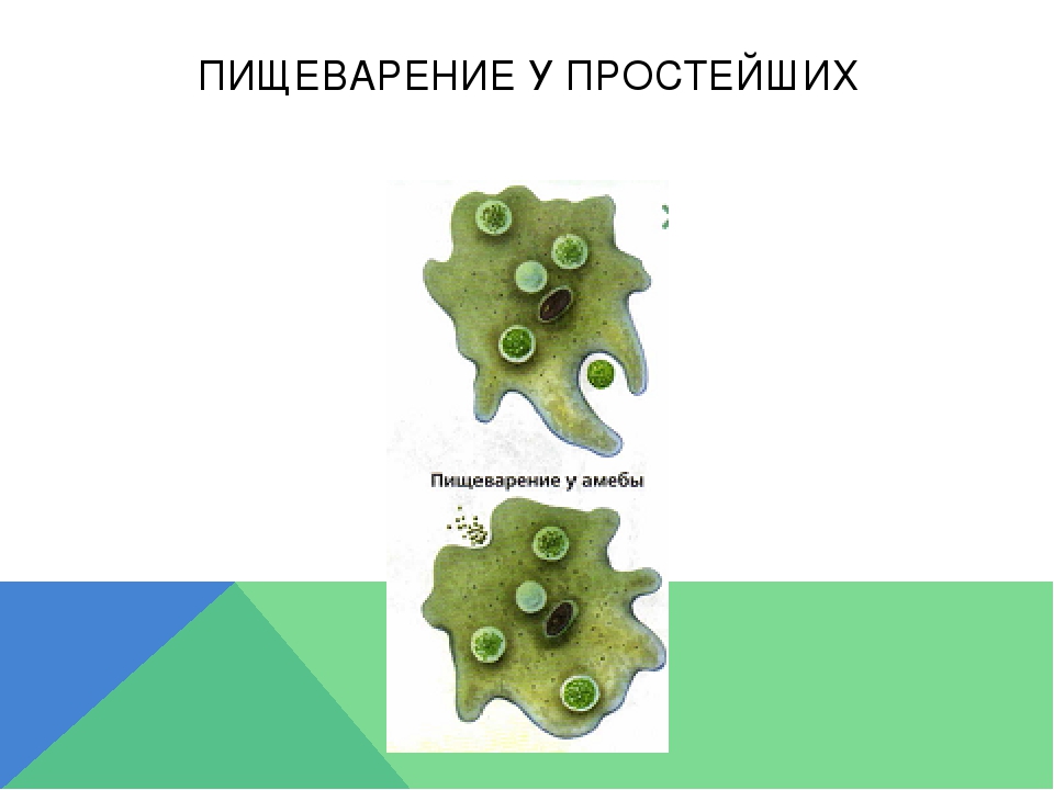 Какой процесс жизнедеятельности амебы изображен на рисунке