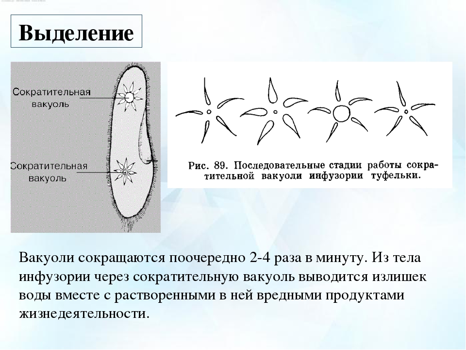 На рисунке сократительная вакуоль у инфузории туфельки обозначена цифрой