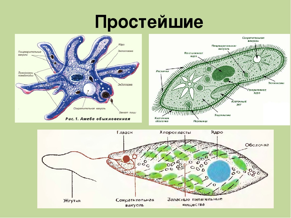 Простейшие животные. Светочувствительный глазок у амебы. Простейшие. Одноклеточные простейшие. Типы одноклеточных простейших.