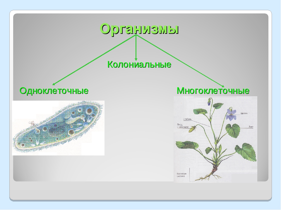 Грибы бывают одноклеточными и многоклеточными эти организмы