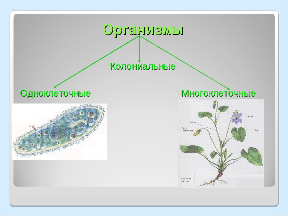 Какова роль одноклеточных организмов