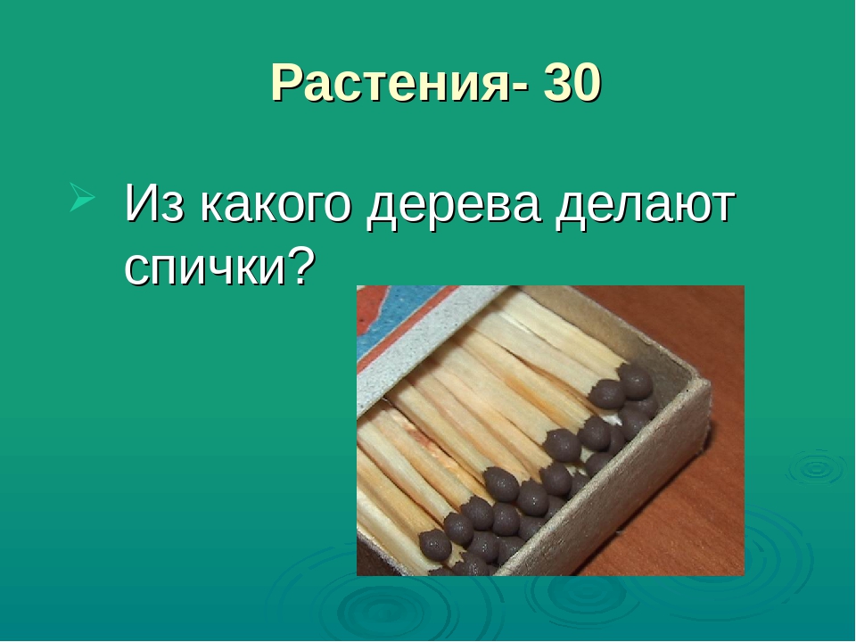 Из какого дерева сделан. Спички делают из. Из древесины какого дерева делают спички. Из какой древесины делают спички. Из какого дерева изготавливают спички.