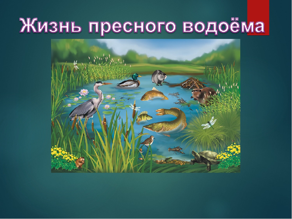 Обитатели пресных водоемов и рек 2 класс 21 век презентация