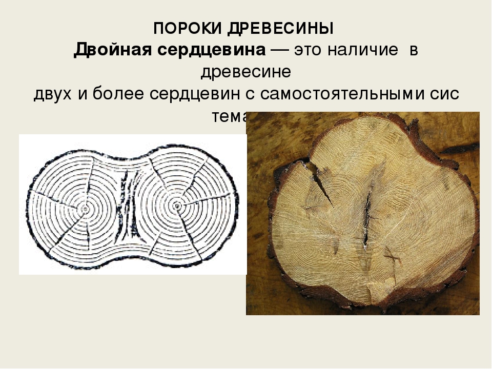 Пороки древесины 5 класс. Пороки древесины двойная сердцевина. Пороки строения древесины прорость. Пороки строения древесины сердцевина. Пороки древесины 5 класс технология.