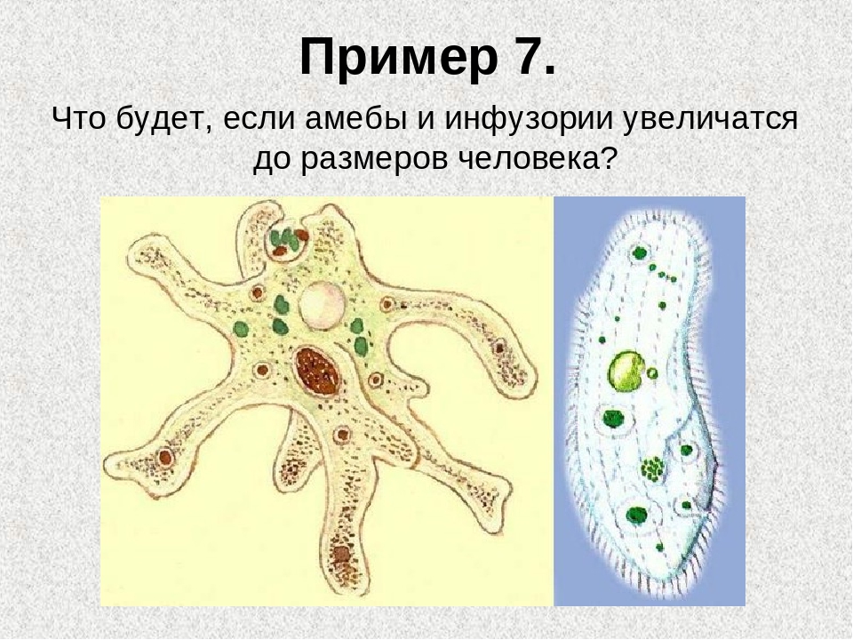 Амеба обыкновенная рисунок