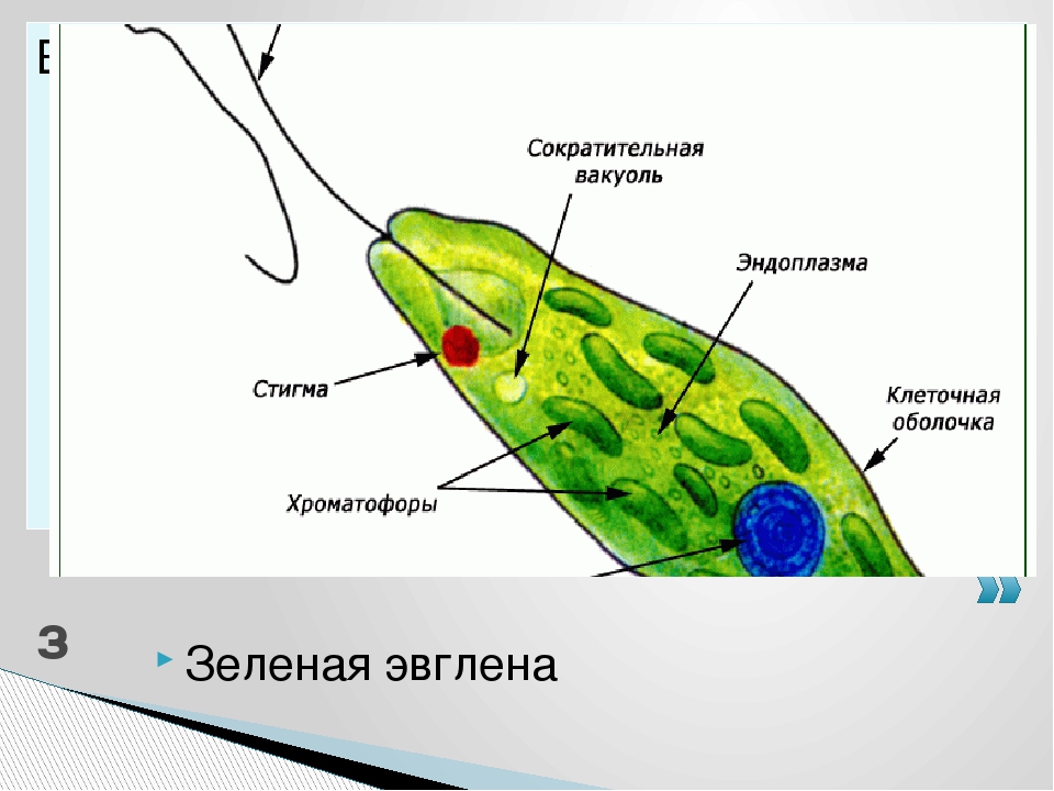 Строение эвглены. Сократительная вакуоль эвглены зеленой. Пищеварительная вакуоль у эвглены. Сократительные вакуоли у эвглены зеленой. Внутреннее строение эвглены зеленой.