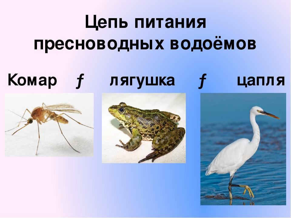 Цепь питания в водоеме. Цепь питания пресного водоема. Пищевая цепь водоема. Цепь питания пресноводного водоема. Цепт питание в врдоеме.