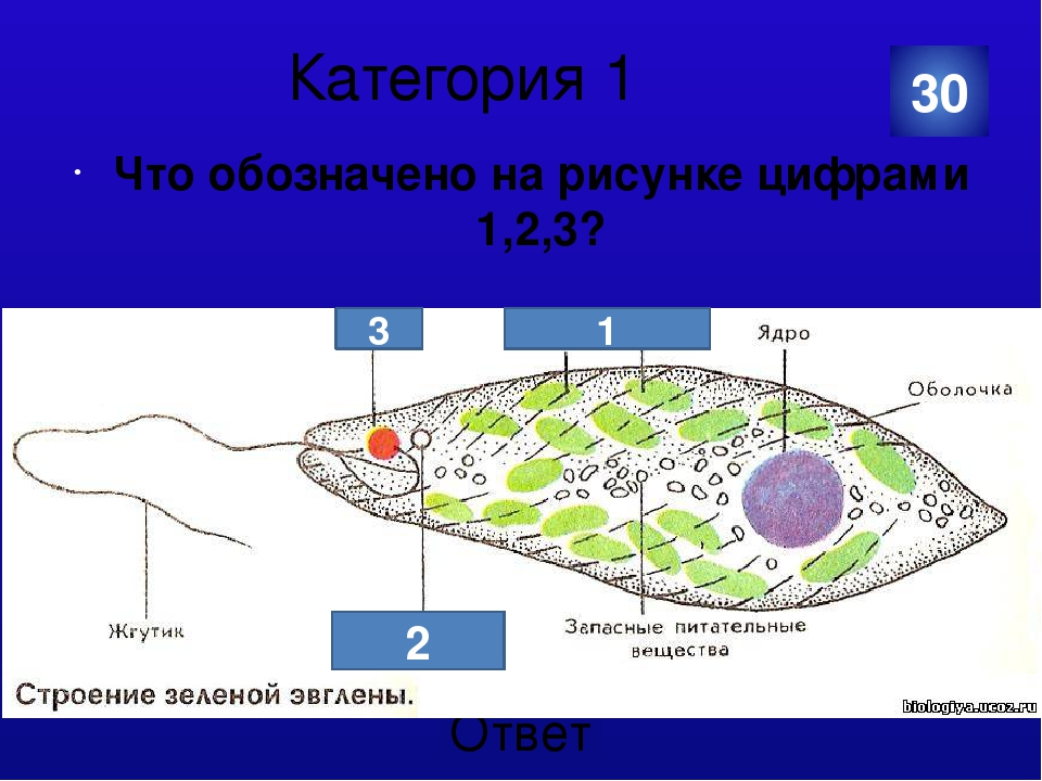 Какие структуры клетки зеленой эвглены обозначены на рисунке цифрами 1 2 3