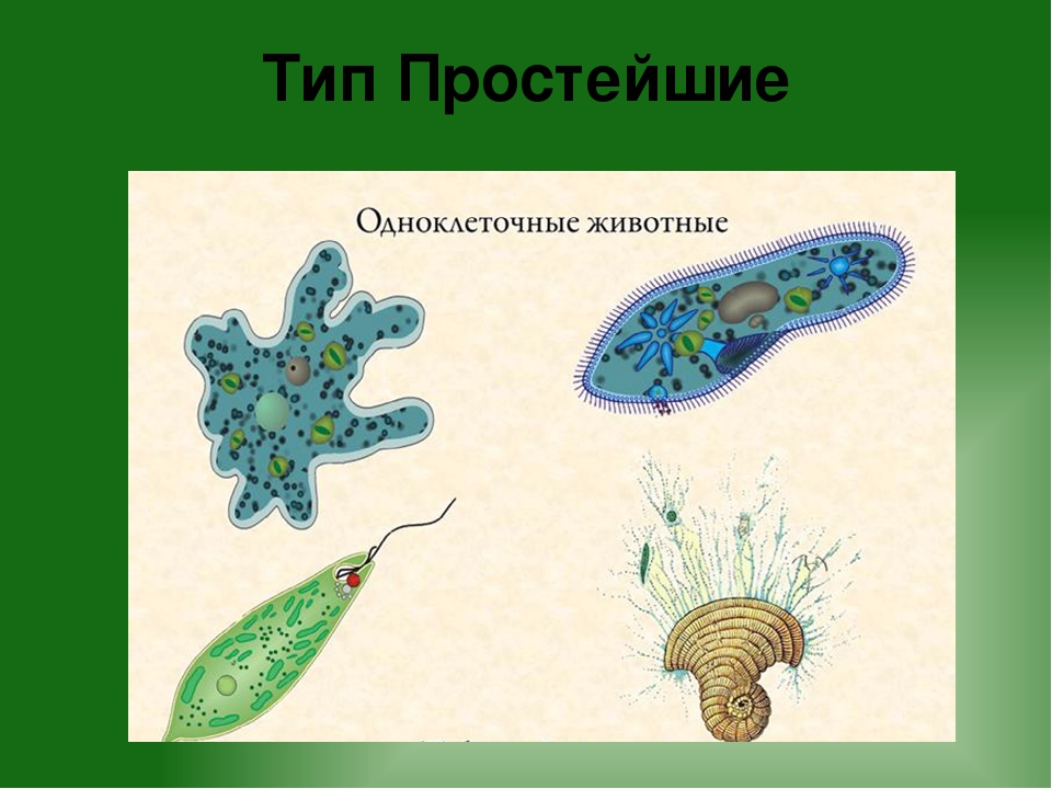 Простейшие рисунки биология