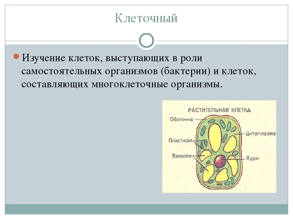 Самостоятельные клетки. Разделы биологии изучающие клетки. Клетка является самостоятельным организмом у. Изучение клеток разных организмов вывод. Самостоятельный организм биология.