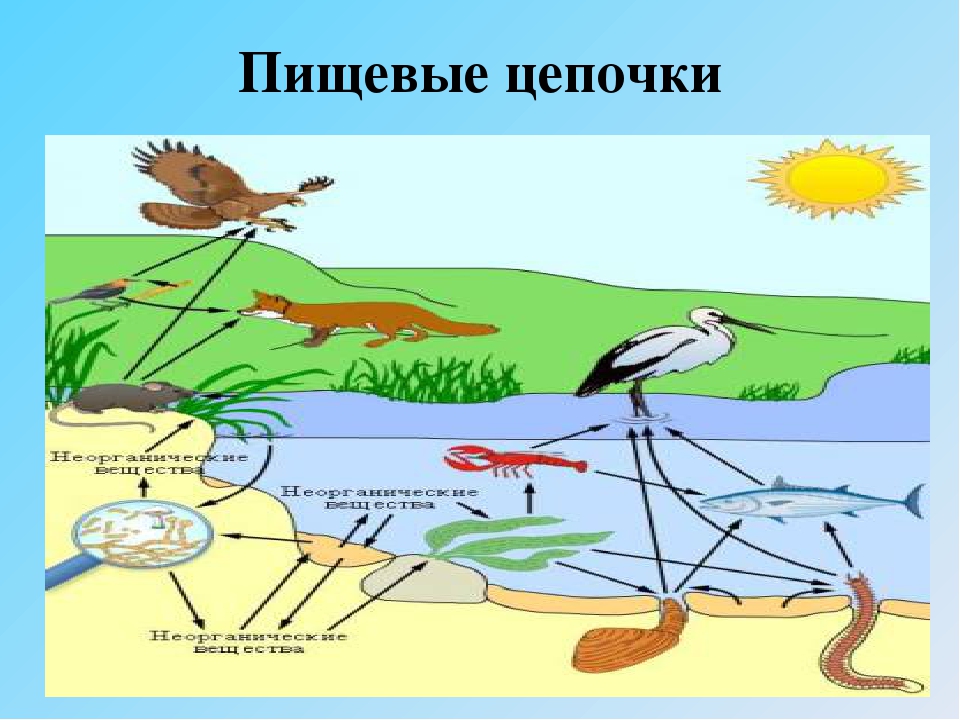 Составьте схему цепи питания характерной для болот лягушка водный детрит комар стрекоза уж