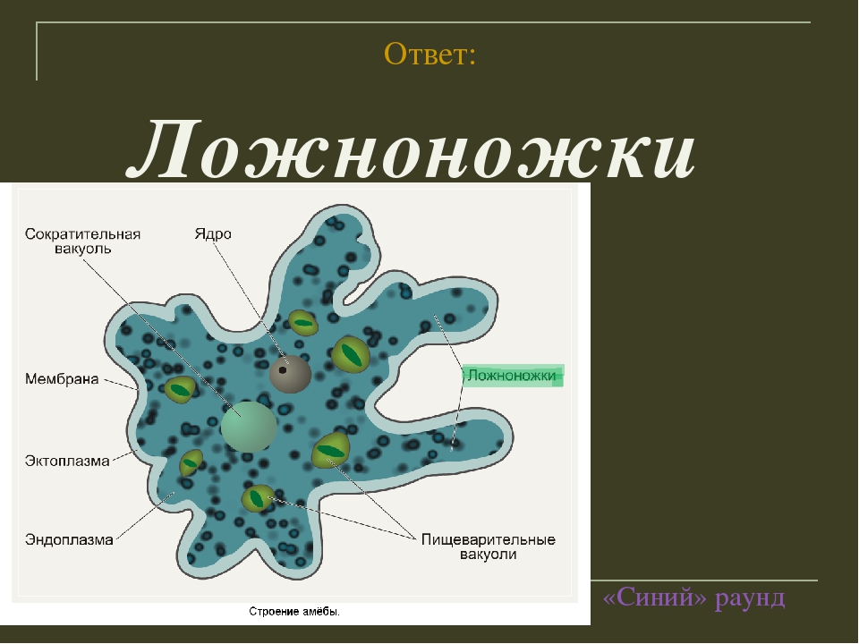 Амеба строение рисунок с надписями