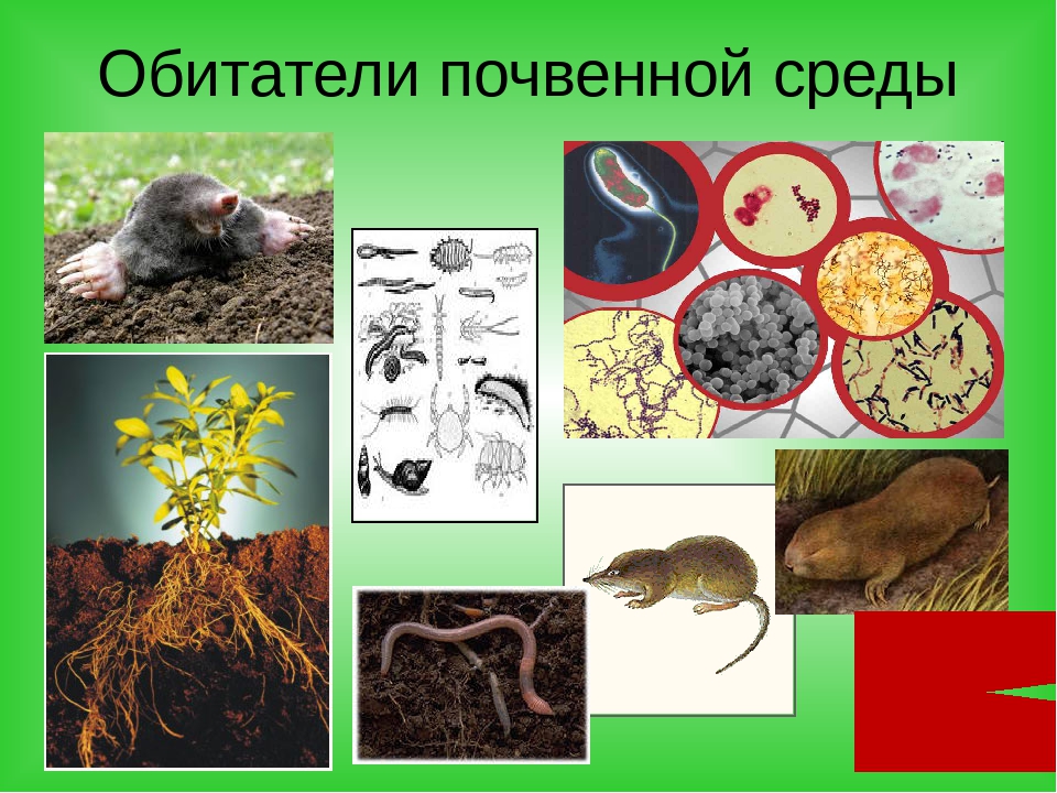 Условия жизни организмов в почвенной среде