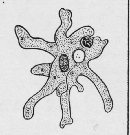 Амеба обыкновенная рисунок