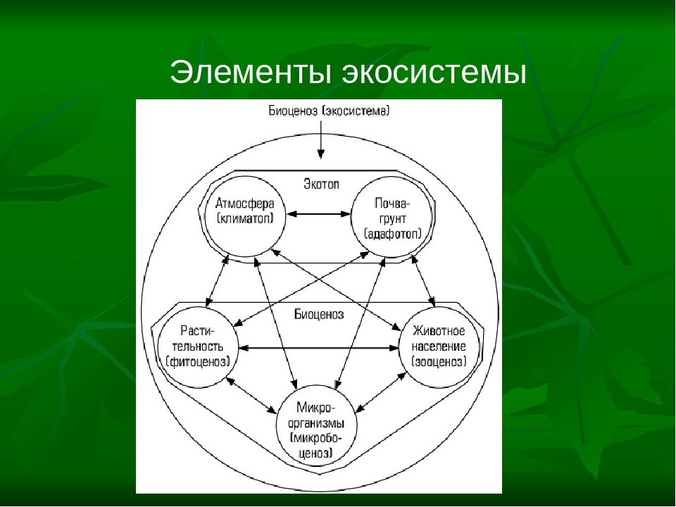 Презентация на тему структура экологической системы