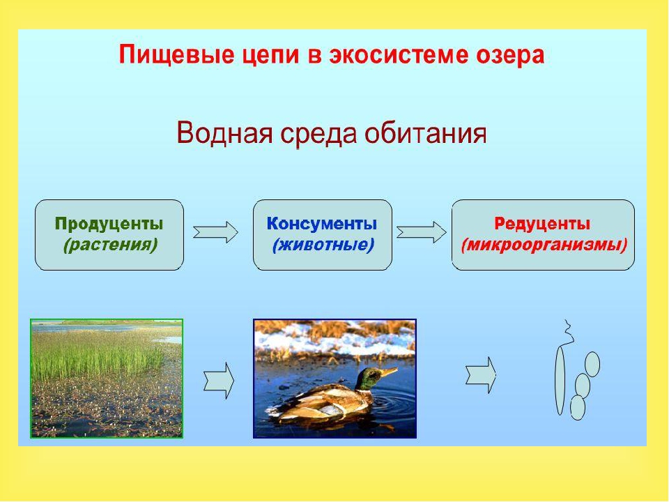 Составить пищевую цепь озера. Экосистема водоема схема. Водные экосистемы. Презентация на тему экосистема. Презентация на тему экосистема рек.