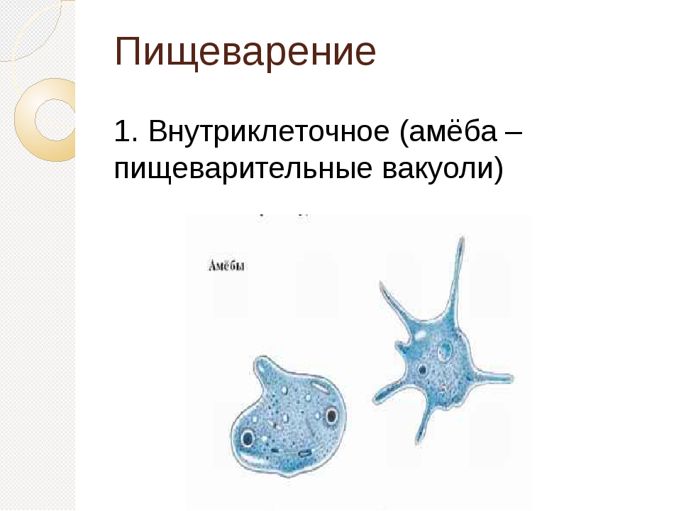 К эукариотам относятся обыкновенная амеба дрожжи