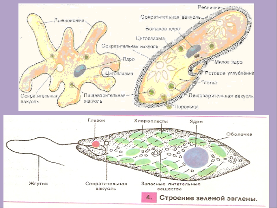 Одноклеточные организмы рисунок с подписями 5 класс