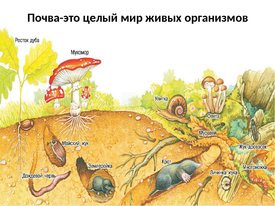 Сколько видов живых организмов существует на земле. Обитатели почвы. Живые организмы в почве. Животные обитающие в почве. Живые обитатели почвы.