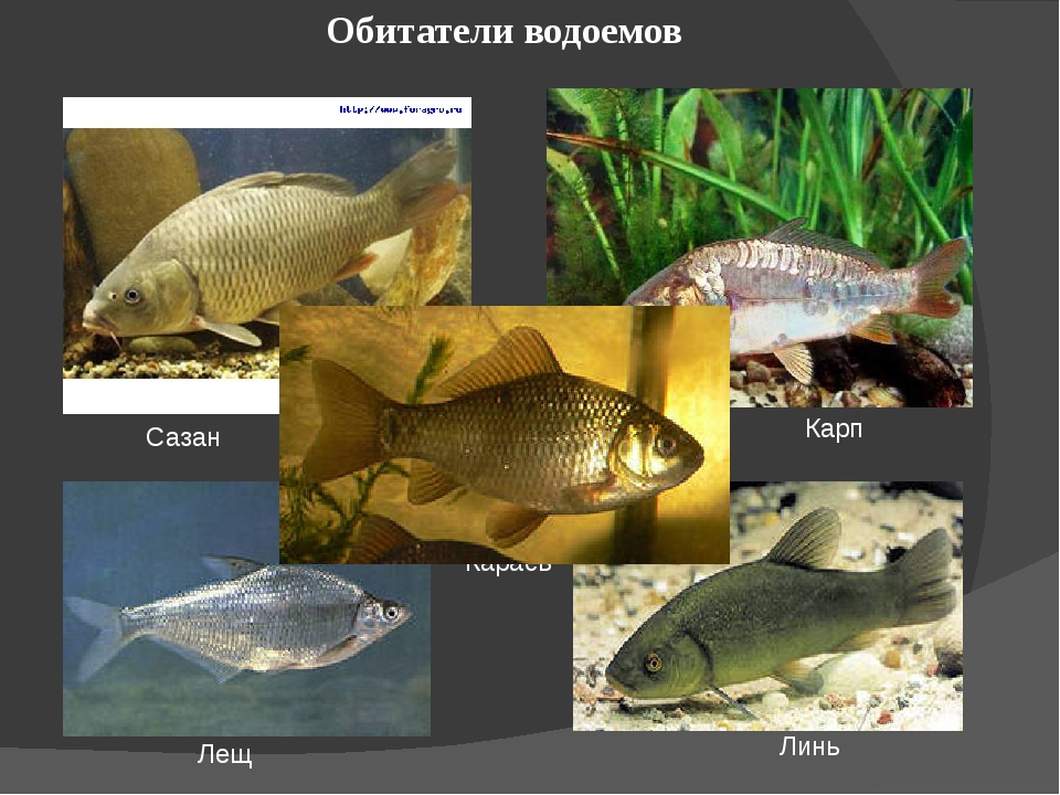 Проект обитатели пресного водоема