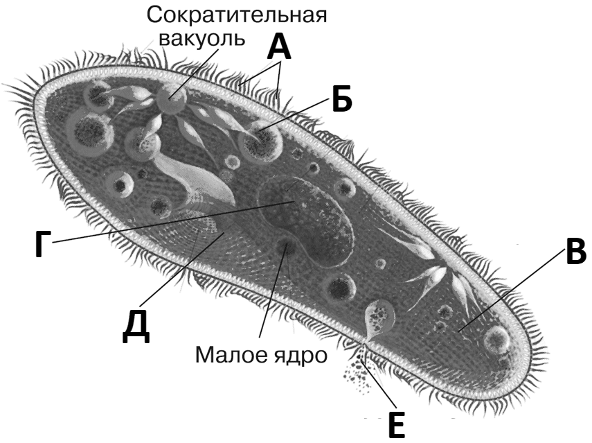 Сократительная вакуоль рисунок. Сократительные вакуоли инфузории туфельки. Инфузория туфелька биология 7. Инфузория туфелька строение 7 класс. Пластиды у инфузории туфельки.