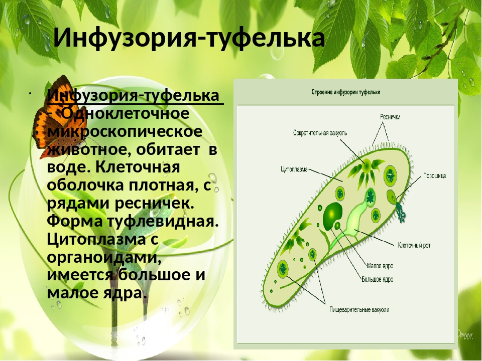 Какова роль клеток жизни одноклеточных и многоклеточных. Строение инфузории ядра. Тип инфузории строение. Строение одноклеточных организмов. Тип питания инфузории.