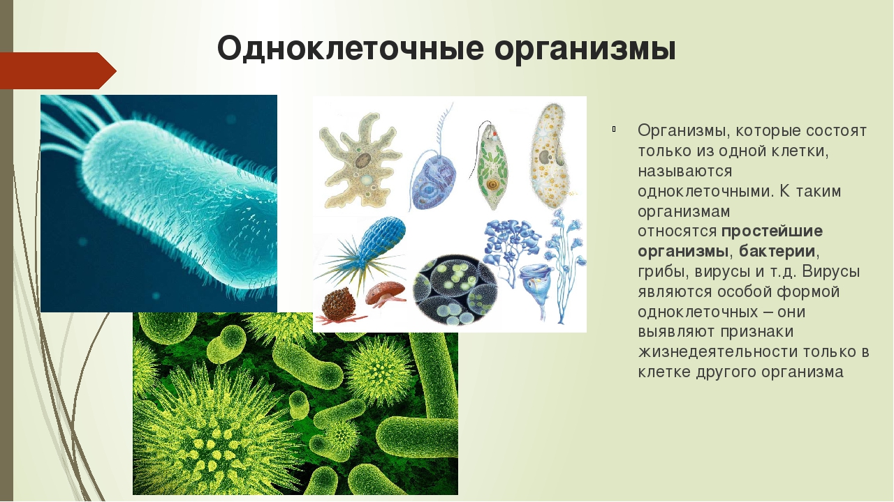 Почему бактерии вирусы одноклеточные водоросли. Одноклеточные и многоклеточные грибы биология. Одноклеточные и многоклеточные организмы 5 класс биология. Бактерии многоклеточные биология. Грибы многоклеточные бактерии одноклеточные.