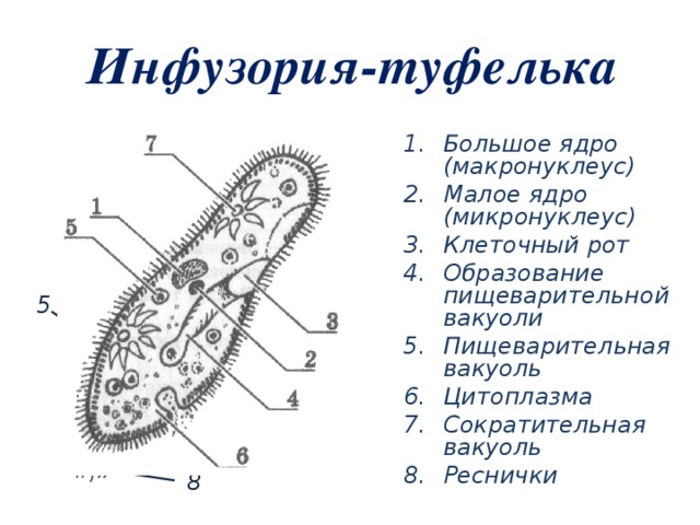 Рассмотрите рисунки напишите к каким типам относятся одноклеточные обозначенные цифрами