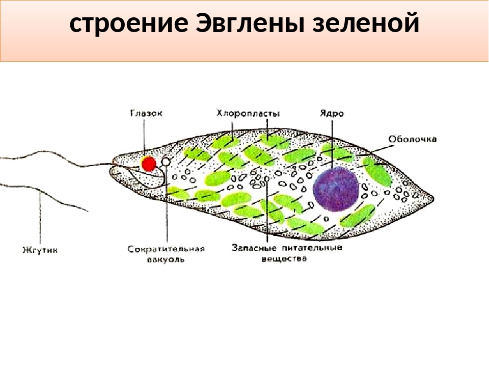 Строение 7. Эвглена зеленая строение.