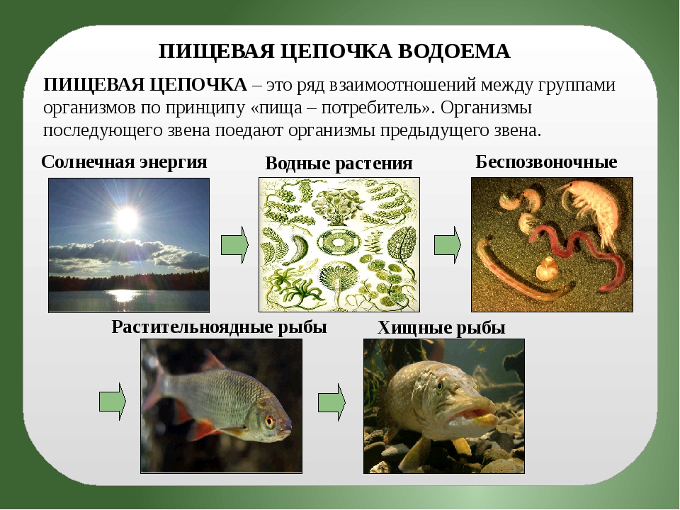 Цепь питания пресного водоема