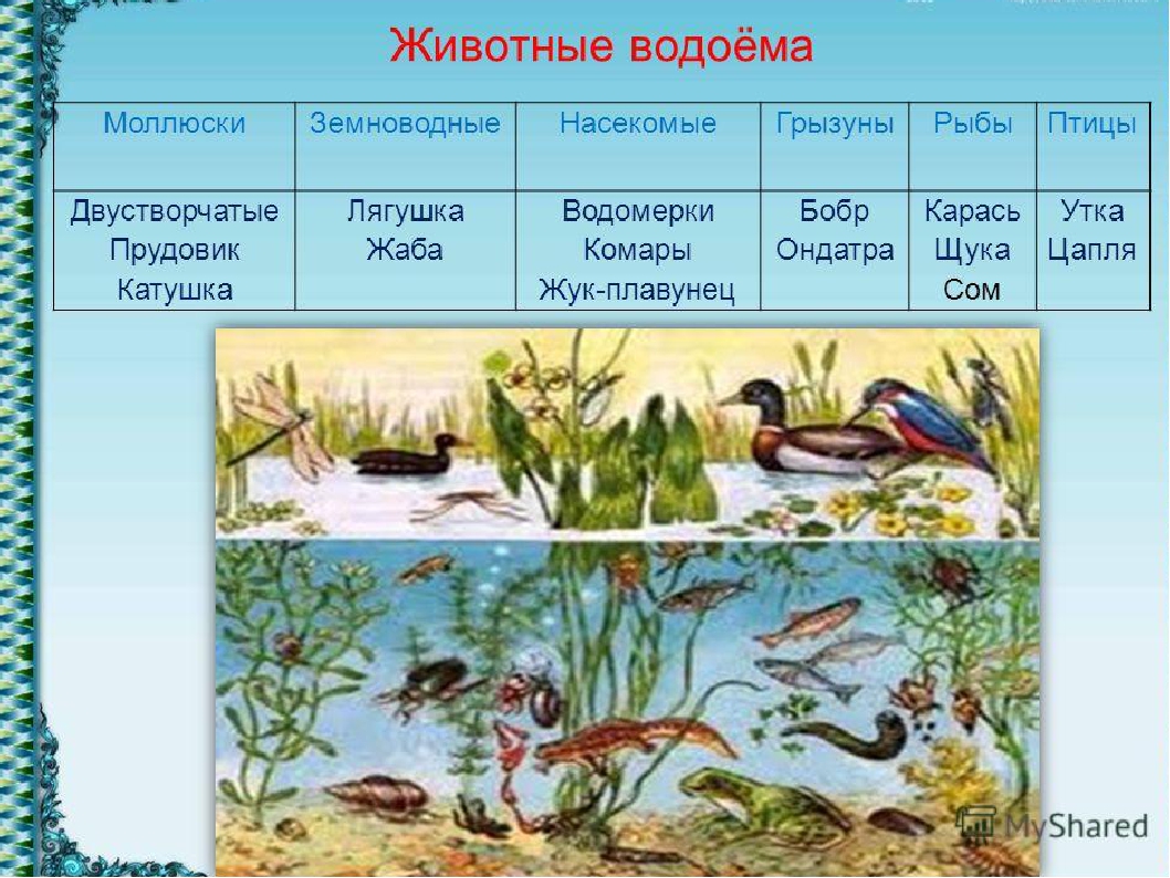 Таблица по биологии природные сообщества