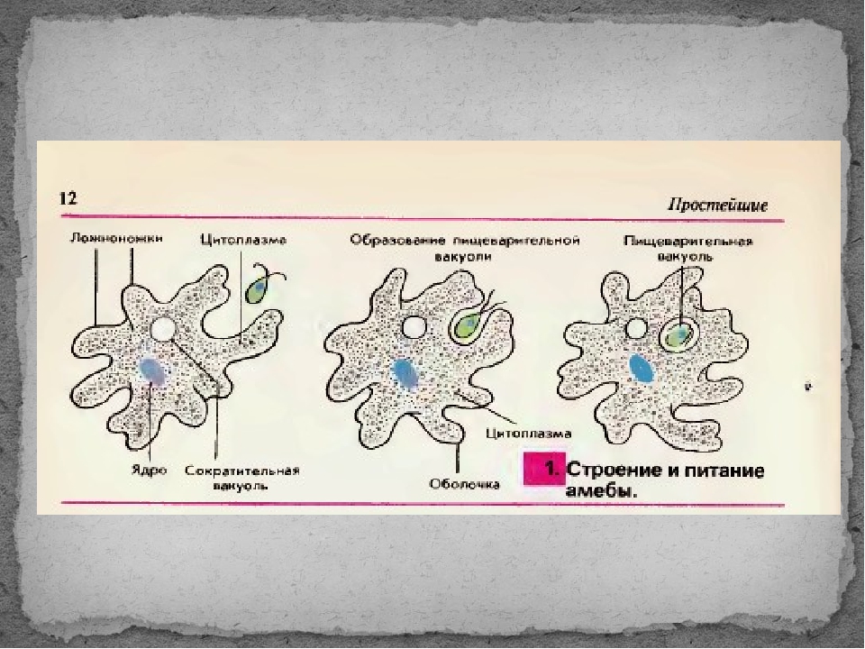 Строение питания. Внешний вид строение и движение амебы. Внешний вид строение и движение амебы рисунок. Части клетки амебы обыкновенной. Схема питания амебы обыкновенной.