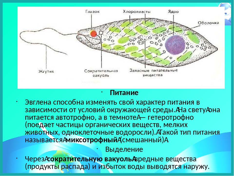 Питание эвглены зеленой. Эвглена зеленая питание фагоцитоз. Эвглена зеленая Тип питания. Эвглена зеленая питается.