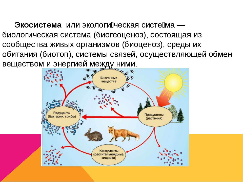 В естественной экосистеме круговорот веществ. Экосистемы биология 11 класс. Взаимосвязи в экосистеме. Экосистема это в экологии.
