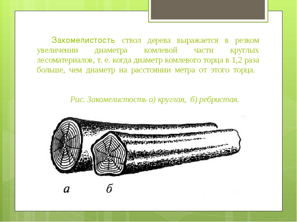 Бревно 6 буквы. Пороки древесины закомелистость. Пороки древесины ройки. Пороки формы ствола древесины. Пороки ствола закомелистость.