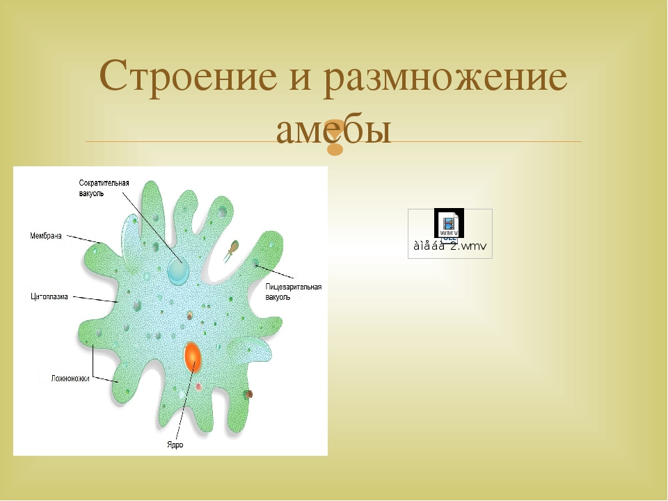 Какой тип питания характерен для амебы обыкновенной изображенной на рисунке 1