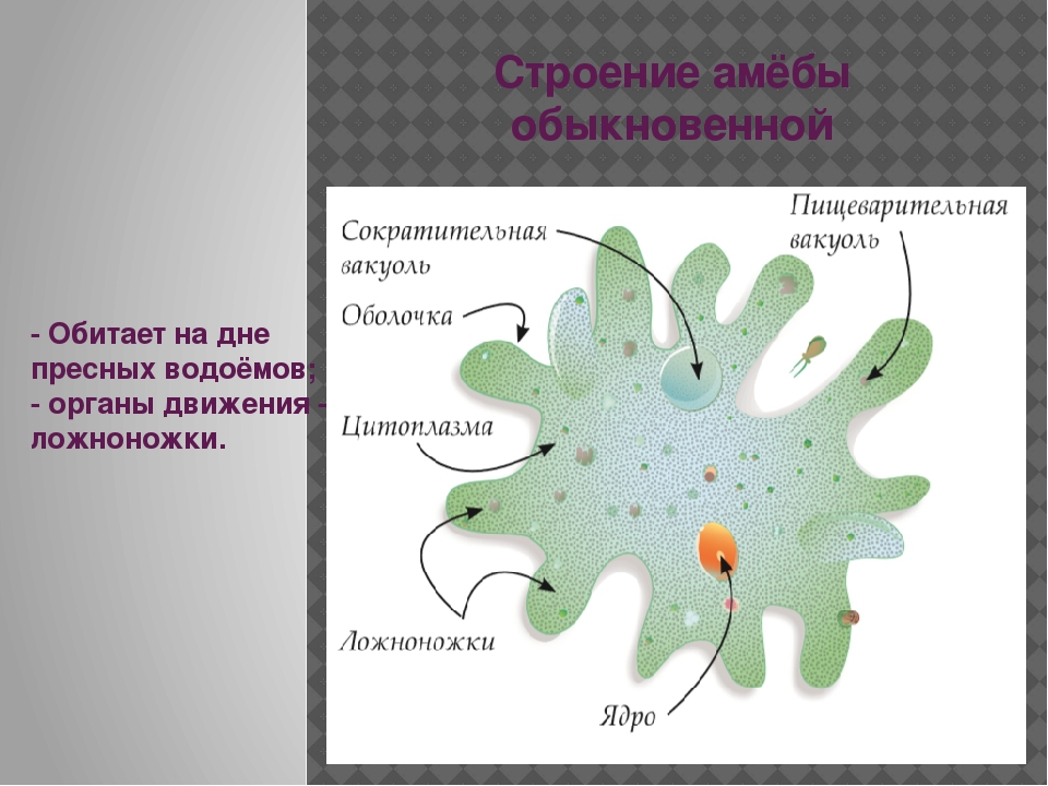 Что обозначено на рисунке цифрой 3 ложноножка цитоплазма пищеварительная вакуоль ядро ответ