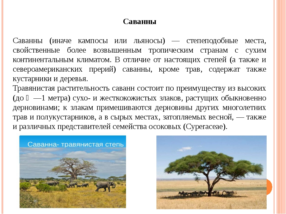 Жизнь и занятия жителей саванн проект по географии