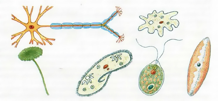 Самый простой одноклеточный организм. Многообразие одноклеточных эукариот. Эукариотические одноклеточные микроорганизмы. Биологическое разнообразие одноклеточных эукариот. Одноклеточных эукариот у одноклеточных.