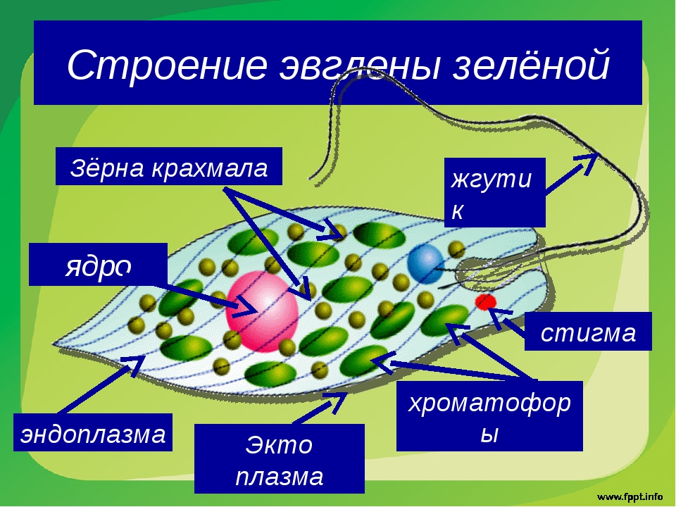 Какие структуры клетки эвглены зеленой обозначены на рисунке