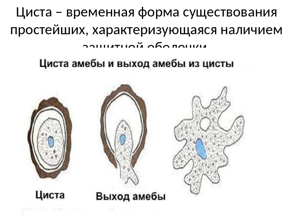 Цист в биологии