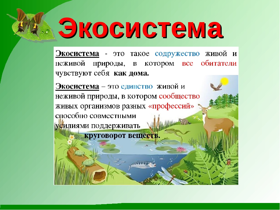 Экосистемой можно считать. Экосистема. Эко систома. Экосистемы для дошкольников. Экологическая система экосистема.