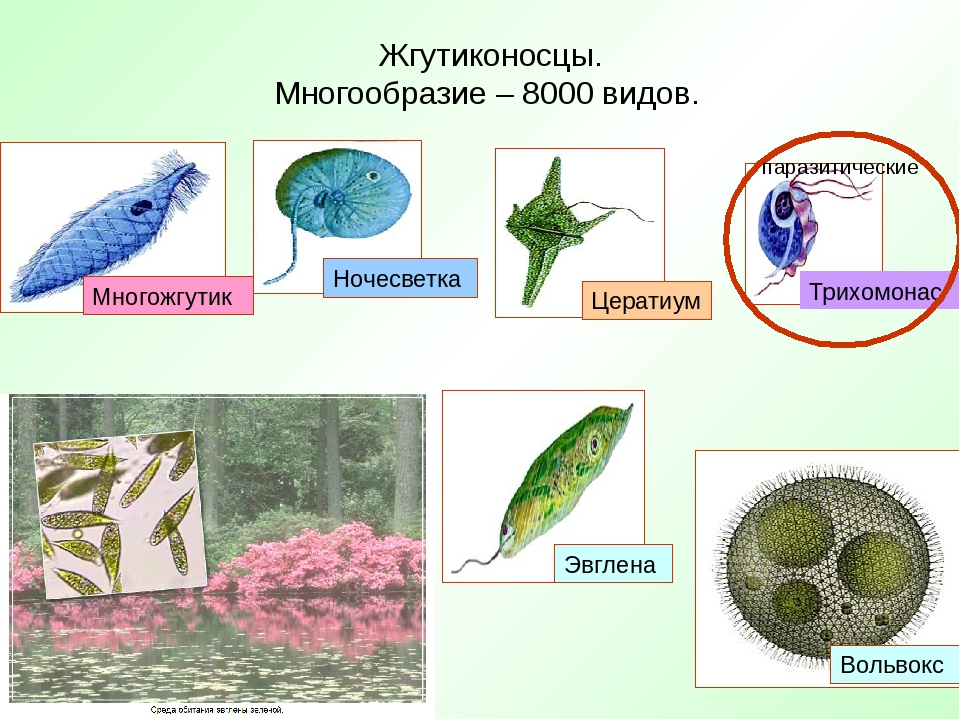 Многообразие и значение простейших в природе. Представители класс жгутики носцы. Класс жгутиконосцы представители. Представители жгутиконосцев 7 класс. Паразитические жгутиконосцы 7 видов.