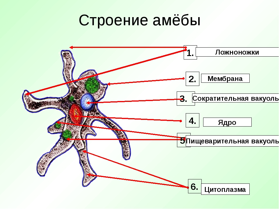 Амеба обыкновенная. Строение амебы 7 класс. Схема строения амебы. Выделительная система амебы обыкновенной. Строение амебы обыкновенной 7 класс.