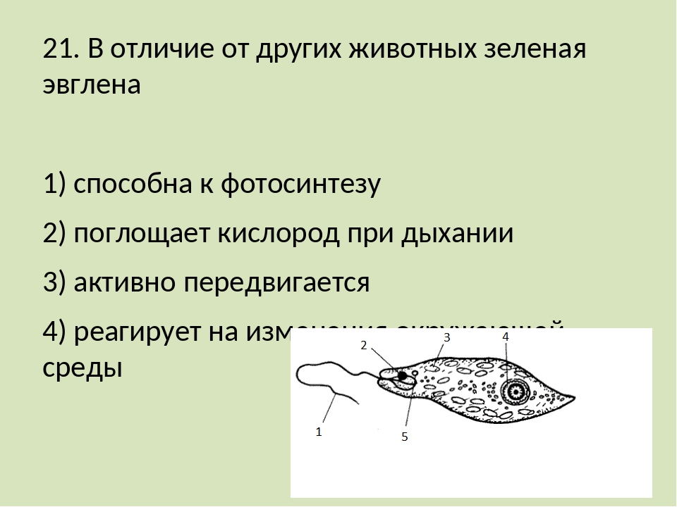 Как называется структура организма эвглены зеленой изображенная на рисунке под цифрой 2