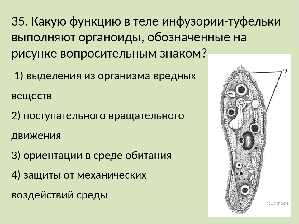 Организм инфузория туфелька какой органоид
