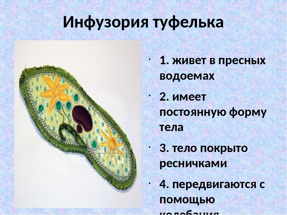 Инфузория туфелька рисунок с подписями 5 класс биология