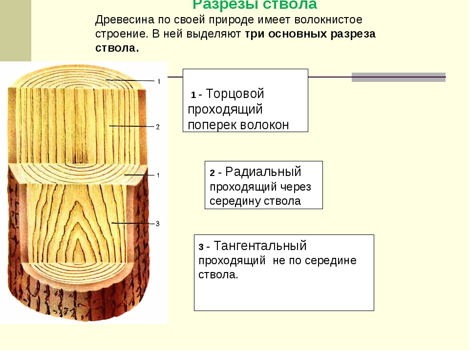 Сердцевина как правильно. Поперечный радиальный и тангенциальный разрез древесины. Строение древесины сосны тангентальный разрез. Строение древесины продольный и поперечный срез ствола. Тангентальный срез стебля древесного.