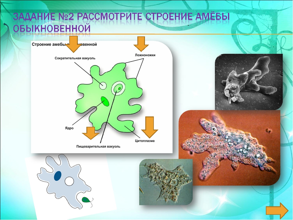 Одноклеточные организмы 5 класс. Одноклеточные животные 5 класс биология. Выделение амебы обыкновенной. Амёба обыкновенная характеристика. Жизнедеятельность амебы.